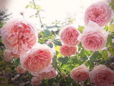 Abraham darby (อับราฮัม ดาร์บี้) English Rose (กุหลาบอังกฤษ) Shrub (ทรงพุ่มขนาดใหญ่) เลี้ยงง่าย โตไว ให้ดอกเก่ง หอมแรง