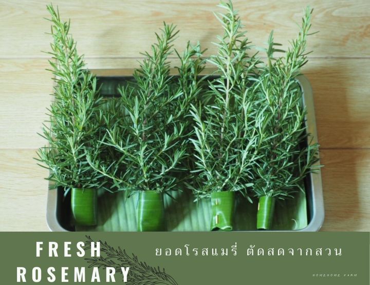 โรสแมรี่ตัดยอดสด fresh rosemary 100 กรัม