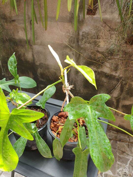 ก้ามกุ้งเขียว-ฟิโลเดนดรอนก้ามกุ้งเขียว-philodendron-pedatum-กระถาง-6-นิ้ว