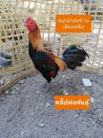 ไข่เชื้อสำหรับฟักไก่ชนพม่าม้าล่อรำงเมีองเหนือเจ้าน้ำอ้อย