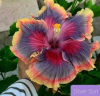 เมล็ดพันธุ์ชบาไต้หวันซิลเวอร์ ซัน(Silver Sun Taiwan Hibiscus Seed)บรรจุ 10 เมล็ด ของแท้ คุณภาพดี ราคาถูก นำเข้าจากต่างประเทศ