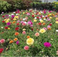 เมล็ดพันธุ์ ดอกแพรเซียงไฮ้ หรือ คุณนายตื่นสาย ดอกซ้อนคละสี (Portulaca Double Flower Mix Seed) บรรจุ 30  เมล็ด ของแท้ 100%