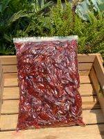 พริกเเห้งเม็ดใหญ่ (เด็ดก้าน)?500g