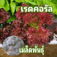 เมล็ดพันธุ์สลัด เรดคอรัล 60 เมล็ด เมล็ดเคลือบ เมล็ดพันธุ์นำเข้า อัตรการงอกสูง