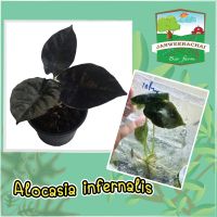 ☘️Alocasia infernalis☘️ใบดำเงาสวยเท่ห์ มีเสน่ห์☘️ไม้แรร์หายาก?