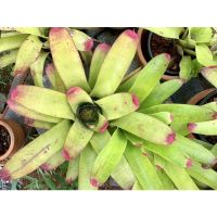 สับปะรดสีนีโอซันคิง  Bromeliad Neoregelia Sunking ไม้ทนแดด สีสันสดใส ส่งแบบถอดกระถาง