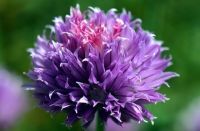 เมล็ดพันธุ์ ต้นหอมฝรั่ง(ไชว์ส) (Common Chives Seed) บรรจุ 50 เมล็ด คุณภาพดี ของแท้ 100%