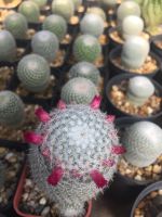 ถอดรากส่ง# แคคตัสเข็มเงิน # Mammilaria Geminispina # Cactus # Mammilaria Celsiana# ต้นไม้ทนแล้ง #กระบองเพชร#พืชทนแล้ง# จัดสวนถาด# ต้นไม้มินิ# Minimal Plants# ตะบองเพชร# กะบองเพชร# กระบองเพชร # ต้นไม้ราคาถูก# ขายส่ง# ราคาส่ง #  ต้นไม้ตั้งโต๊ะทำงาน