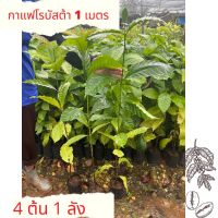 กาแฟโรบัสต้า แพคละ 4 ต้น ไซส์ต้น70cm Robusta Coffee Trees 4 per box