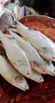 ikan haruan pasar borong selangor