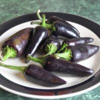 เมล็ดพันธุ์ พริกจาราปิโน่ สีม่วง เผ็ดน้อย ( Jalapeno Pepper ) บรรจุ 3 เมล็ด