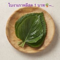 50 ใบ=50 บาท ใบงาเกาหลีสด ปลอดสารพิษ ทานกับหมูย่างเกาหลี กิมจิ ?55 Korean Perilla Leaves ,ggaennip, shiso , kkaennip ,Beefsteak plant