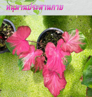 หนุมานประสานกาย Caladium