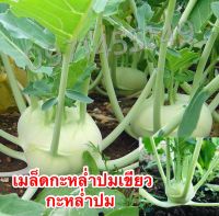 เมล็ดกะหลำปมสีม่วงเมล็ดพันธุ์กะหล่ำปมเขียวหรือโคลลาบี้ เมล็ดพันธุ์ผักต่างประเทศ