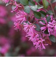 ต้นหงส์ฟู่ (Chinese Fringe Flower) ChayTongAong