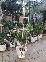 ซุ้มกุหลาบ ซุ้มไม้เลื้อย โครงกุหลาบ rose arch pergola