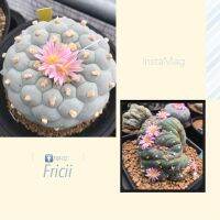 ขายเมล็ด L.fricii Ibo super white (#FM02) (ต้นบน) ผสมด่าง - Update 3/4/65