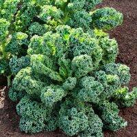 เมล็ดผักเคล 100 เมล็ด  Green Curly Kale seed #เมล็ดพันธุ์อินทรี