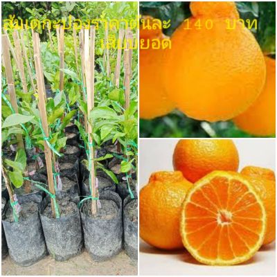 ต้นส้มเดกาปอง หรือต้นส้มเดโกปอง เป็นสายพันธุ์ญี่ปุ่น ปลูกได้ทุกสภาพดินและอากาศ ติดผลดก ผลกลมใหญ่มีจุกที่หัว ผลสุกสีส้ม เปลือกบางร่อนง่าย รสหวานฉ่ำ.