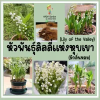 (พร้อมส่ง)หัวพันธุ์ลิลลี่แห่งหุบเขา (Lily of the Valley) สายพันธุ์แท้นำเข้าจากต่างประเทศ