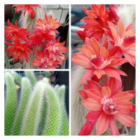 ต้นหางลิง Hildewintera colademononis 15+ cm. หางลิง กระบองเพชร แคคตัส Cactus เปลือยราก