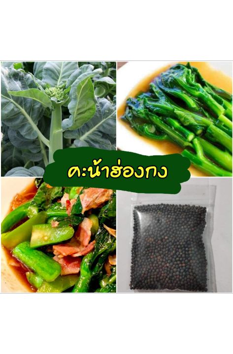 คะน้าฮ่องกง-ชุด-500-เมล็ด