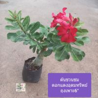 ต้นชวนชม ดอกสีแดงอุดมทรัพย์ หวานน่ารัก
Adenium / Desert rose
ถุงเพาะ 6"
สูง 55 ซม.โขดสวยงาม
ทนแล้งดีเยี่ยม
เป็นไม้มงคล
ออกดอกตลอดปี
นิยมปลูกประดับหน้าบ้าน
ลำต้นและกิ่งก้านมีความงดงามอ่อนช้อยเป็นเอกลักษณ์ของต้นชวนชม