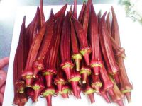 เมล็ดพันธุ์ กระเจี๊ยบ มอญแดง (Red Burgundy Okra Seed) บรรจุ 10 เมล็ด คุณภาพดี ราคาถูก ของแท้ 100%