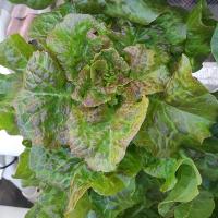 เมล็ดพันธุ์ ผักสลัดบลอนซ์ (Bronze Mignonette Lettuce Seed) บรรจุ 50 เมล็ด