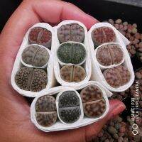 ไลทอป Lithops จัดเซ็ต คละสายพันธุ์ เซ็ต 3 ต้น ❌กบหมด (1.6-1.9 cm.) ซื้อ 10 แถม 1​