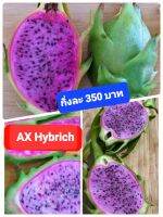 แก้วมังกรพันธุ์ AX Hybrich