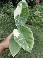 Alocasia Macrorrhizos Variegataa ☘️ ตอนโตต้นสูงใหญ่ ?(รับประกันด่างแท้100%) โตไปมีราคาคุ้มต่อการลงทุนระยะยาว ต้นสูงไม้หน่อ จัดส่งทั้งกระถาง ถึงหน้าหน้าบ้าน(ส่งวันต่อวัน)