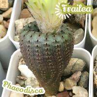 [เฟรเลีย เฟโอดิสก้า] Frailea Phaeodisca ส่งพร้อมกระถาง แคคตัส Cactus Succulent Haworthia Euphorbia ไม้หายาก พืชอวบน้ำ ไม้หนาม ไม้ทะเลทราย กระบองเพชร