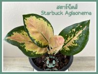 ต้นสตาร์บัคส์ อโกลนีมา Starbuck Aglaonema พร้อมกระถาง