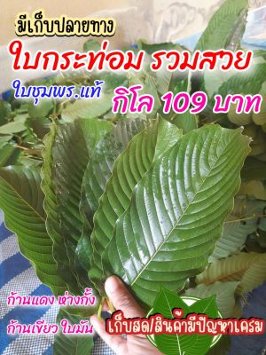 ใบกระท่อม ชุมพร 💥 เกรดรวม 1 กิโล 💥 109.บ 💥เรียงใบ แก่จัด เสียหายเครมทุกกรณี พร้อมส่ง