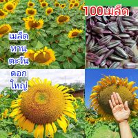 เมล็ดพันธุ์ทานตะวัน100เมล็ด(อะควอร่า6)โชว์ดอก ให้ผลผลิตสูง