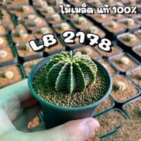 Hot ไม้เมล็ด Lb2178 Vos014a Vos1241 seedling ขนาด 3-7cm ราคาดีสุดในตลาดฟรอมสวยทุกต้น ไม้รหัส ไม้หายาก ไม้นำเข้า ไม้ตกแต่ง ไม้จัดสวน