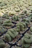 นิ้วทองคริส mammillaria elongata cristata กระบองเพชร แคคตัส