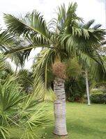 เมล็ดปาล์มเชอร์รี่​ (Pseudophoenix sargentii​ seeds)​ 10 เมล็ด​ 80​ บาท