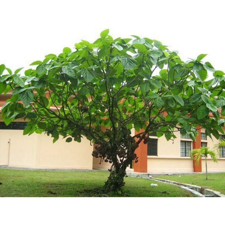 ต้นมะเดื่อยักษ์มาเลย์-เป็นไม้ยืนต้น-ผลออกตามลำต้นและกิ่งก้าน-ติดผลดก-ผลออกเป็นพวง-ผลใหญ่-ผลสุกรสหวานหอม