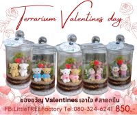 terrarium สวนขวด garden สวนขวด