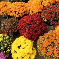เมล็ดพันธุ์ ดอกไม้ ดอกเบญจมาศ คละสี จำนวน 100  เมล็ด ราคา 29 บาท สินค้าคุณภาพดีพร้อมจัดส่ง มีเก็บเงินปลายทาง เมล็ดพันธุ์ ดอกไม้