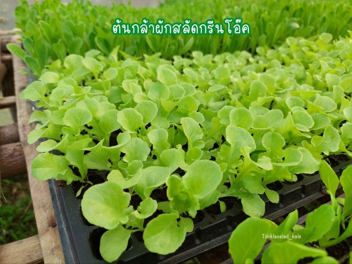 ต้นกล้าผักสลัดคละสายพันธุ์ต้นละ7บาท-สั่งขั้นต่ำ5ต้น-พร้อมส่งไม่พรีออเดอร์