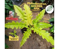 ฟิโลเดนดรอนใบเลื่อยสีทอง Philodendron golden saw ไม้ใบ รองรับเก็บเงินปลายทาง