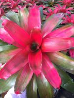 Neo Grace (เกรชแดงแจ่มๆ ) #ต้นสับประรดสี#bromeliad# ต้นไม้สวยงาม# ไม้ประดับ# ตกแต่งสวน# ปลูกตกแต่งบ้าน# ไม้มงคล