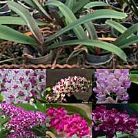 กล้วยไม้ช้าง1นิ้ว ต้นเล็ก Rhynchostylis gigantea หลากสายพันธุ์