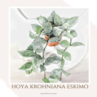 hoya krohniana eskimo silver