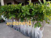 ต้นมะฮอกกานี ขนาด 40-60 เซนติเมตร