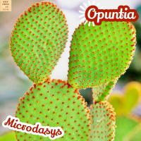 [หูกระต่าย แดง] Opuntia Microdasys ส่งพร้อมกระถาง Red Bunny Ears แคคตัส ทะเลทราย ไม้อวบน้ำ Cactus พืชอวบน้ำ ทนแดด ทนแล้ง ทนฝน Succulents เลี้ยงง่าย กระบองเพชร