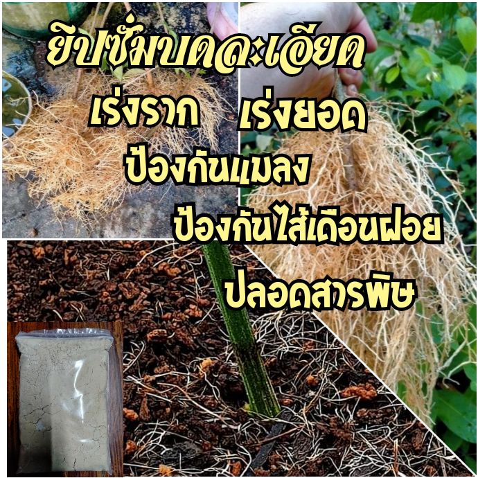 ยิปซั่มบด-สารจากธรรมชาติแท้100-บรรจุ10กก